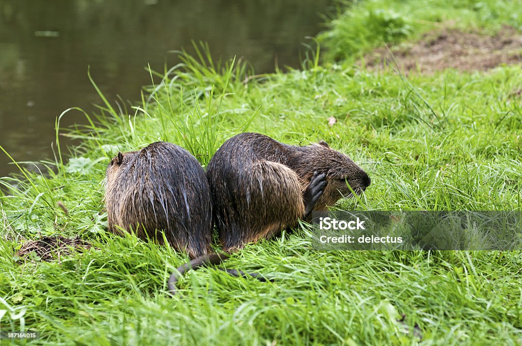 Zwei Nutrias auf den Fluss in grass - Lizenzfrei Aufnahme von unten Stock-Foto