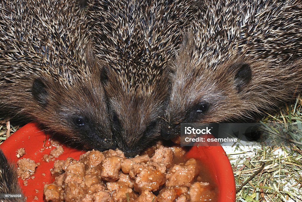 hedgehogs de alimentación - Foto de stock de Erizo libre de derechos