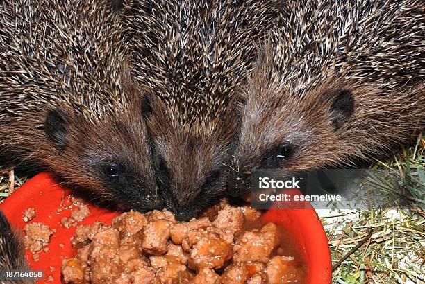 먹이기 Hedgehogs 고슴도치에 대한 스톡 사진 및 기타 이미지 - 고슴도치, 귀여운, 농장