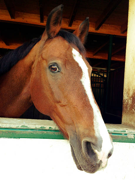 istock Young Stalion with White Blaze in Stable 187164163