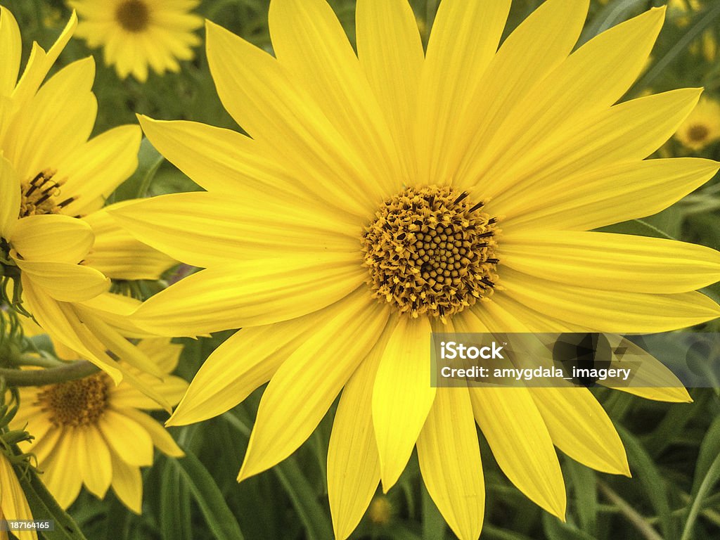 mobilestock Dziki kwiat - Zbiór zdjęć royalty-free (Bez ludzi)