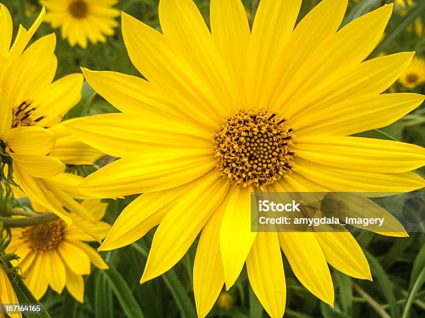 Mobilestock Dziki Kwiat - zdjęcia stockowe i więcej obrazów Bez ludzi - Bez ludzi, Bliskie zbliżenie, Dziki kwiat