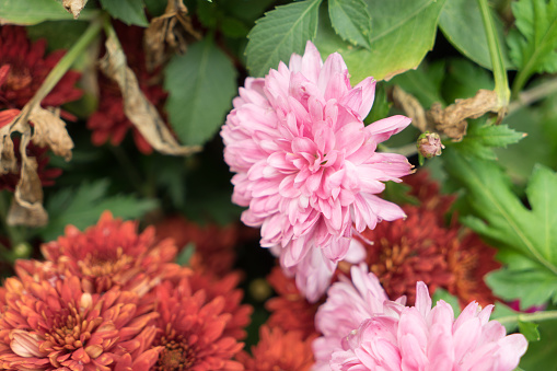 Chrysanthemum, Close-up, Flower, Autumn, Autumn Leaf Color