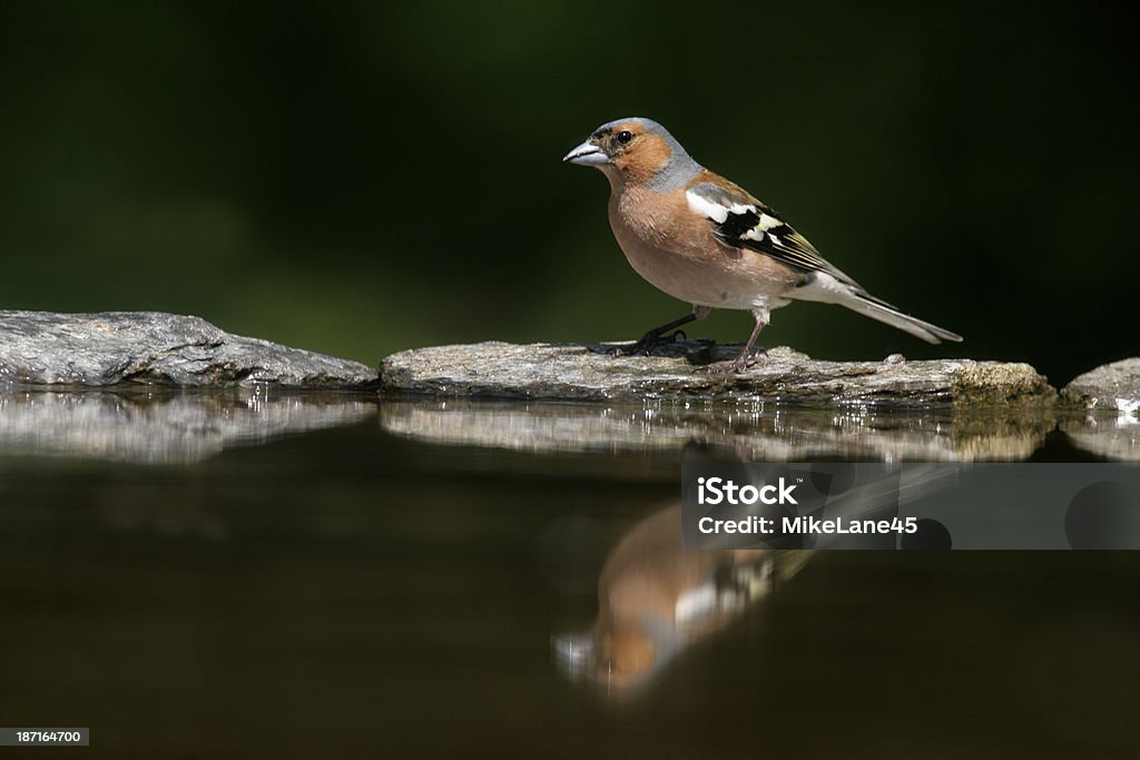 Pinzón vulgar, Fringilla coelebs, - Foto de stock de Agua libre de derechos