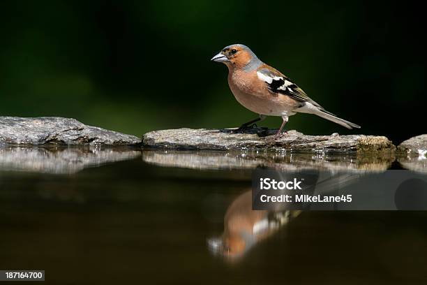 Pinzón Vulgar Fringilla Coelebs Foto de stock y más banco de imágenes de Agua - Agua, Agua estancada, Aire libre