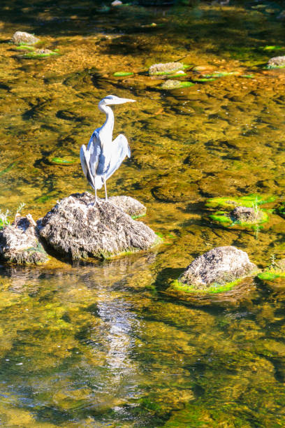 héron cendré (ardea cinerea) dans une rivière - 7947 photos et images de collection