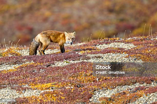 Red Fox Kombiniert Mit Herbstfarben In Denali Tundrawildnis Stockfoto und mehr Bilder von Alaska - US-Bundesstaat