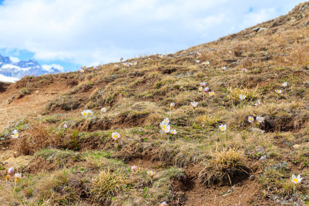 Eastern pasqueflower (Pulsatilla patens), also known as prairie crocus, cutleaf anemone, rock lily