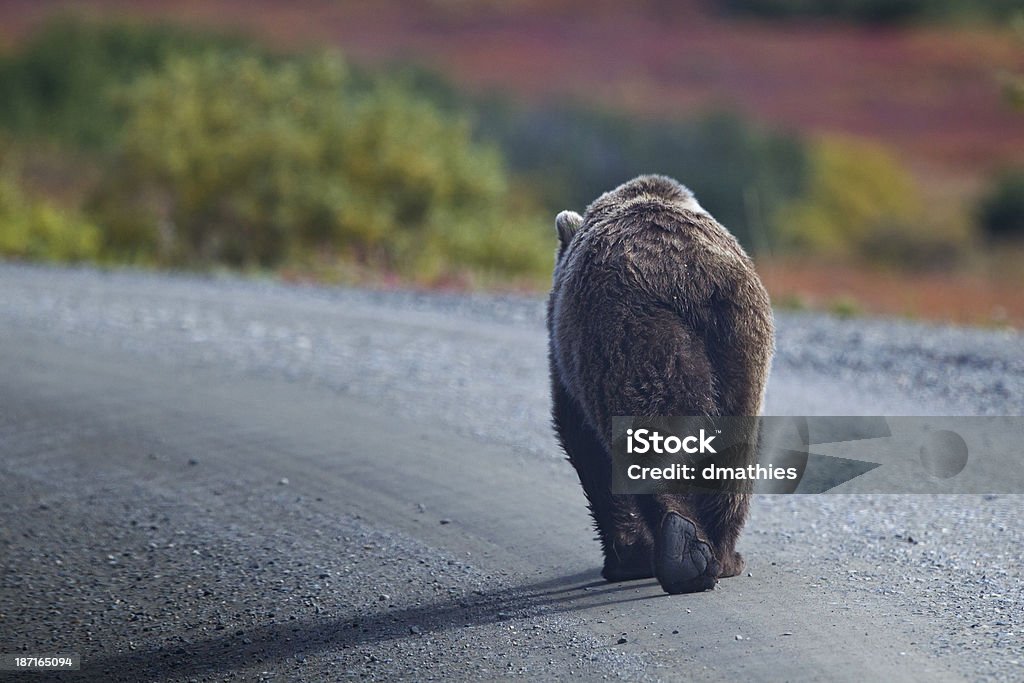 Grizzly bear wychodzi na żwir drogi w dniu zakończenia - Zbiór zdjęć royalty-free (Bez ludzi)