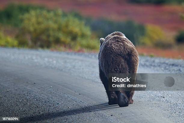 Grizzly Bear Wychodzi Na Żwir Drogi W Dniu Zakończenia - zdjęcia stockowe i więcej obrazów Bez ludzi