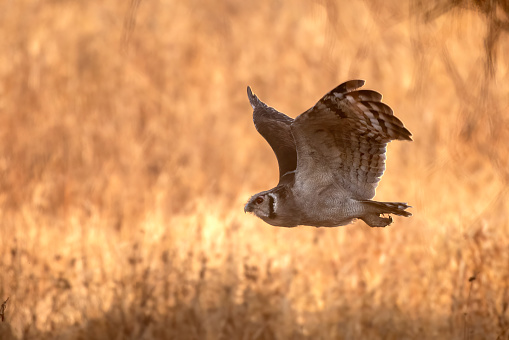A Spotted Eagle-owl in flight at sunrise with wonderful background in Tarangire National Park – Tanzania