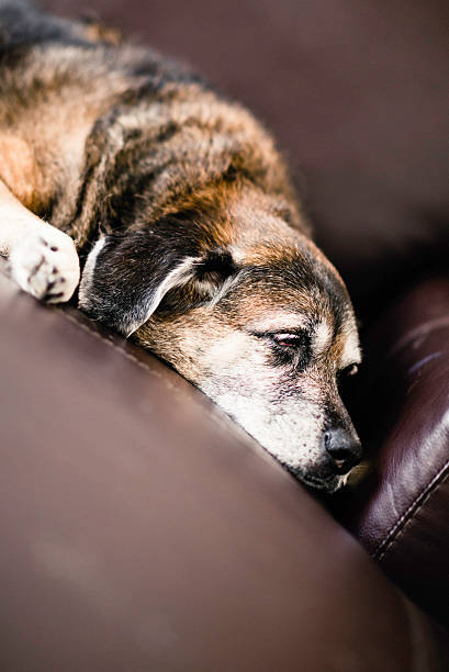 istock Elderly Dog Laying on Couch Looking Sad 187165252