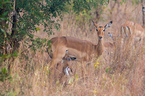 Feeding time - Baby impala gazelle nursing in Tarangire National Park – Tanzania