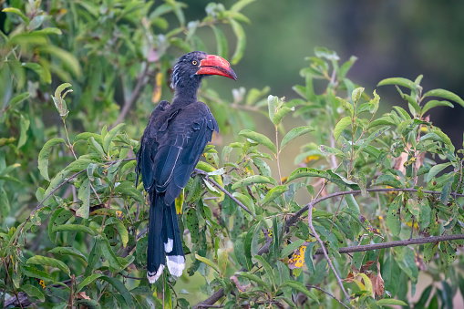 A Crowned Hornbill on a tree in the Manyara National Park with wonderful blur background – Tanzania