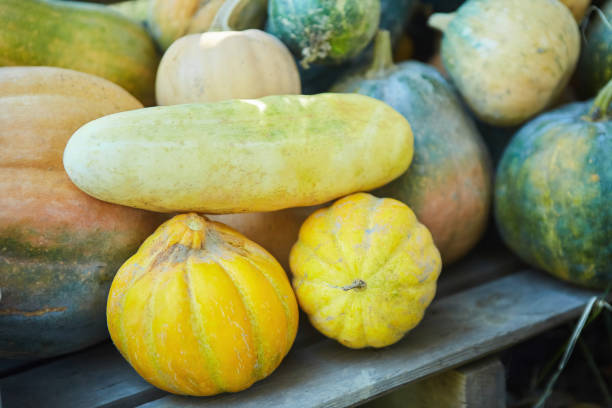 istock Various pumpkin options. Food sales. Market. 1871655714
