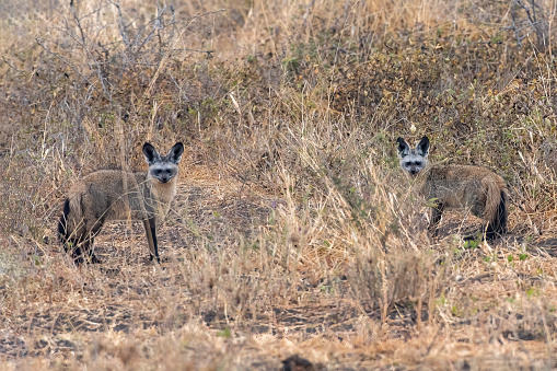 A pair of bat-eared foxes in the plains of Tarangire National Park - Tanzania