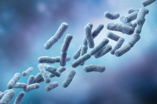 istock microscopic of bacteria cells, Lactic acid bacteria. Probiotic bacterium, 3d rendering. 1871658371