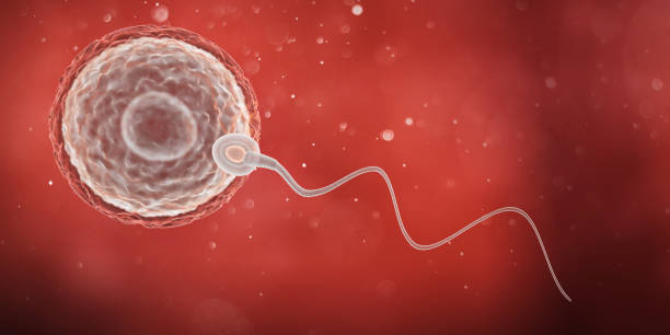 istock Sperm directed towards the egg bubble, Natural fertilization.3d illustration 1871658388