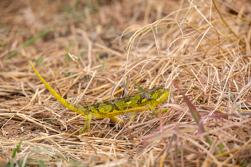 Colorful flap-necked chameleon in the Serengeti plains - Tanzania
