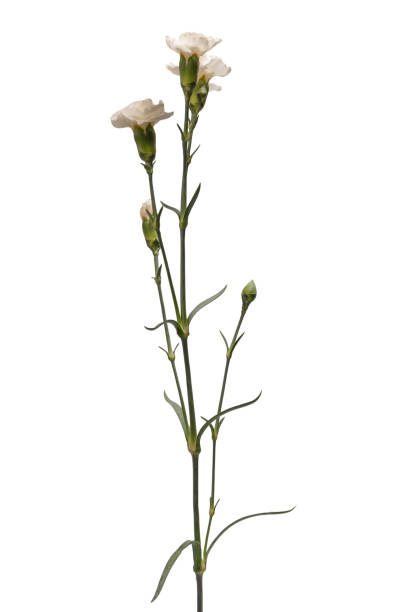 istock White carnation flower isolated on a white background. 1871659508