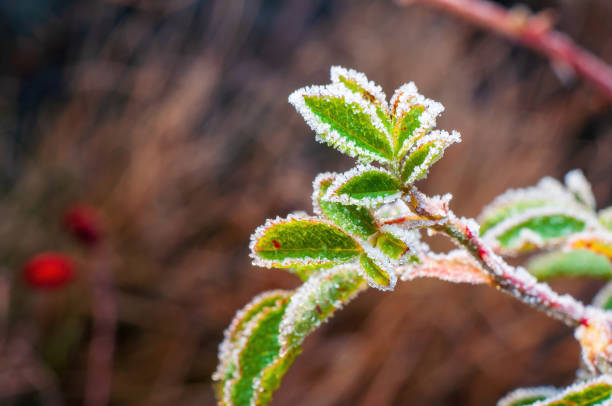 istock Frosty green leaves on a rose hip branch 1871663375