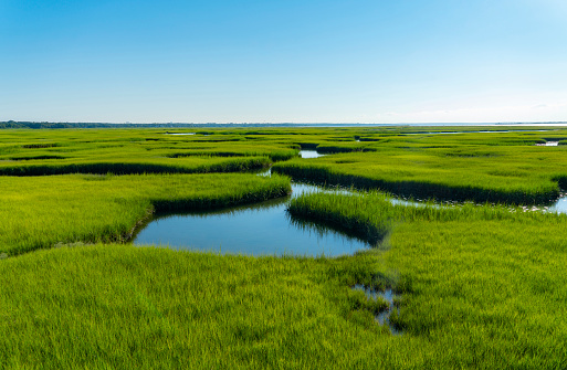 landscape of green marsh in cape cod beach