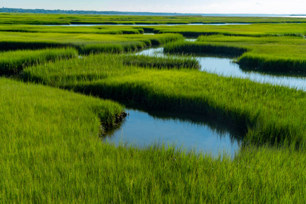 paisaje de pantano verde en la playa de cape cod - cape cod new england sea marsh fotografías e imágenes de stock