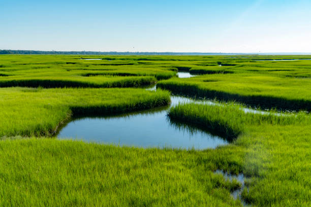 istock landscape of green marsh in cape cod beach 1871664001