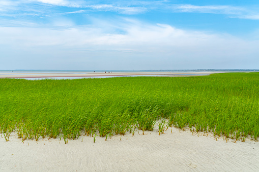 landscape of green grass on the beach