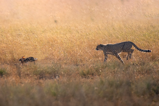The Chase - a cheetah chasing a hare at dawn in the Serengeti plains with beautiful light – Tanzania