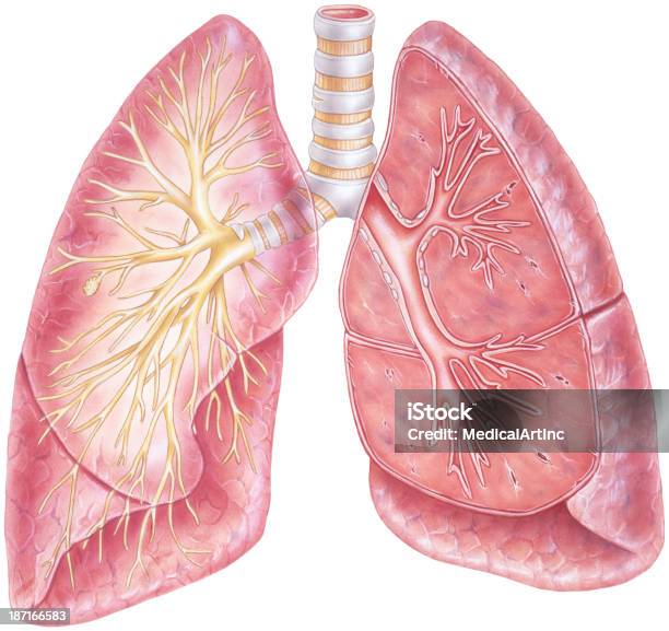 Pulmõesmostrar Traqueia Árvore Brônquica - Arte vetorial de stock e mais imagens de Cancro do Pulmão - Cancro do Pulmão, Fumar, Questões Tabágicas