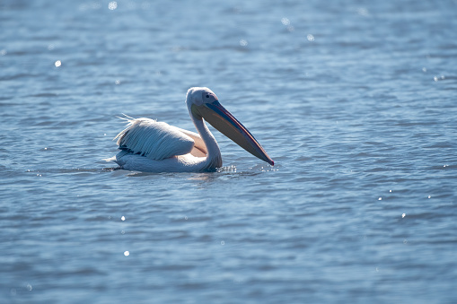 A white pelican in a lake in NgoroNgoro National Park – Tanzania