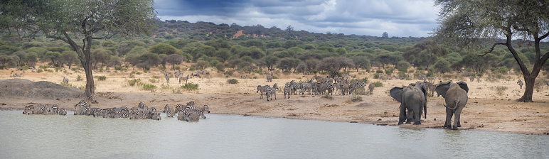 A large group of zebras and a group of elephants drinking in a lake in Tarangire National Park – Panoramic view - Tanzania