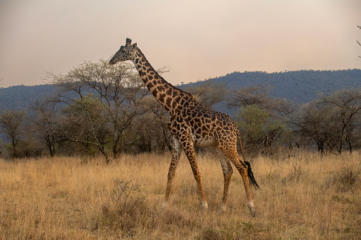 A giraffe with beautiful panorama of the savannah in the plains of the Serengeti National Park at sunset – Tanzania