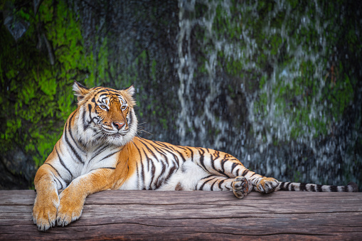 Big Tiger sit on the wood in wild with nature background