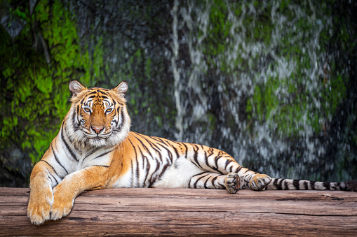 Big Tiger sit on the wood in wild with nature background