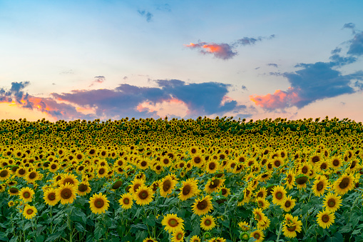 Landscape of sunflower blooming in the field under dusk sky