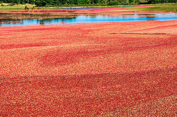 istock Flooded  Cranberry Bog 187167167