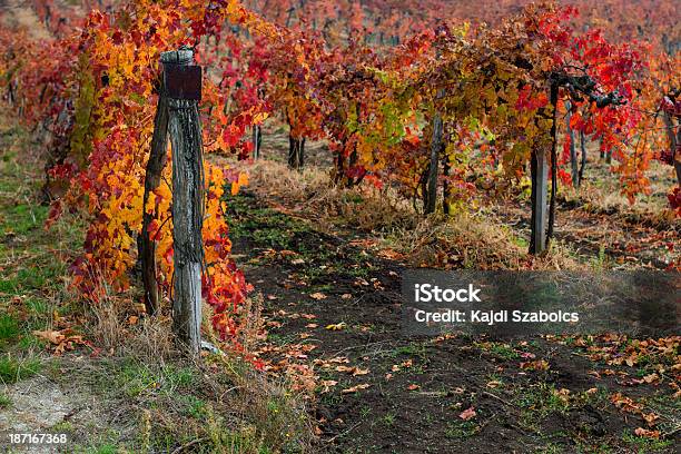 Weinberg Stockfoto und mehr Bilder von Agrarbetrieb - Agrarbetrieb, Fotografie, Gartengestaltung