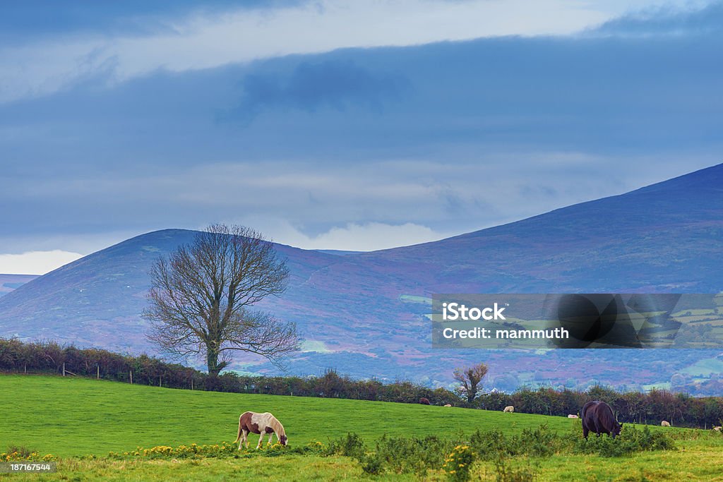 irish paisagem com cavalos que pastam - Foto de stock de Montanhas Mourne royalty-free
