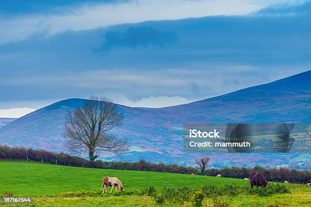 Foto de Irish Paisagem Com Cavalos Que Pastam e mais fotos de stock de Montanhas Mourne - Montanhas Mourne, Ajardinado, Animal