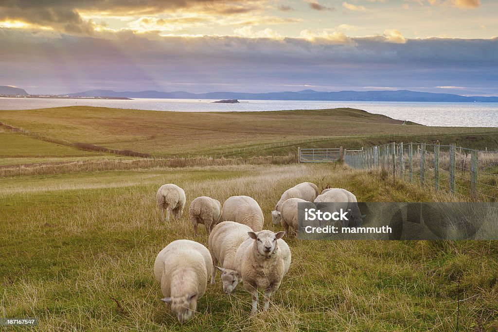 sheeps in Irlanda al tramonto - Foto stock royalty-free di Ovino