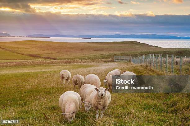 Sheeps アイルランドの夕暮れ時 - ヒツジのストックフォトや画像を多数ご用意 - ヒツジ, 農村の風景, 日没