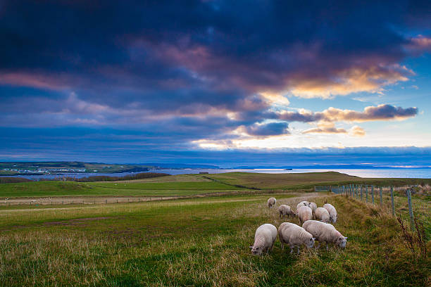 sheeps в ирландии на закате - portrush стоковые фото и изображения