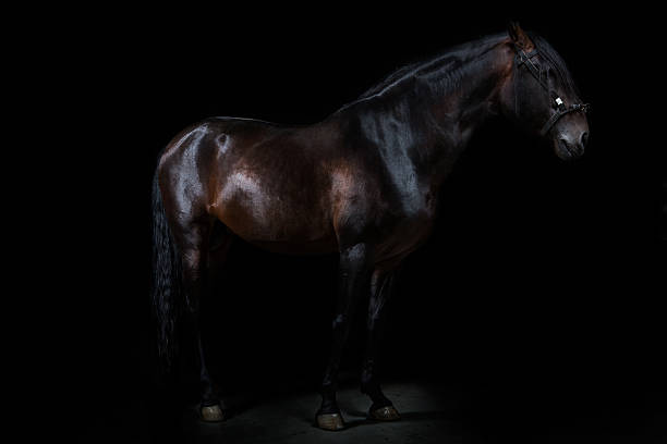 istock Black horse portrait. 187167681