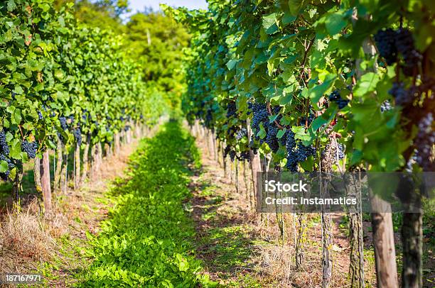 Foto de Vinhedo e mais fotos de stock de Agricultura - Agricultura, Ajardinado, Alemanha