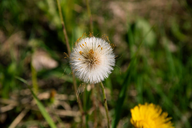 the dandelion tries to disguise itself with yellow