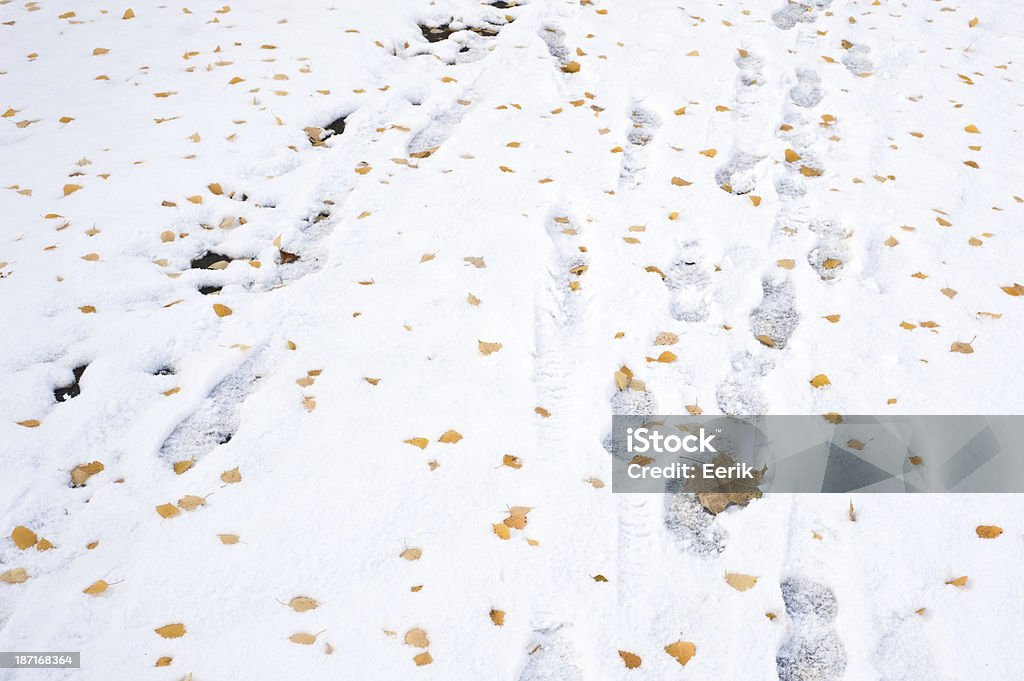 Fußabdrücke im Schnee - Lizenzfrei Blatt - Pflanzenbestandteile Stock-Foto