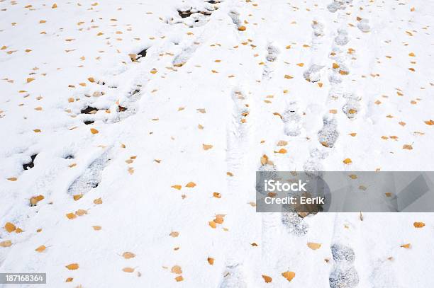 Fußabdrücke Im Schnee Stockfoto und mehr Bilder von Blatt - Pflanzenbestandteile - Blatt - Pflanzenbestandteile, Eingefroren, Farbbild