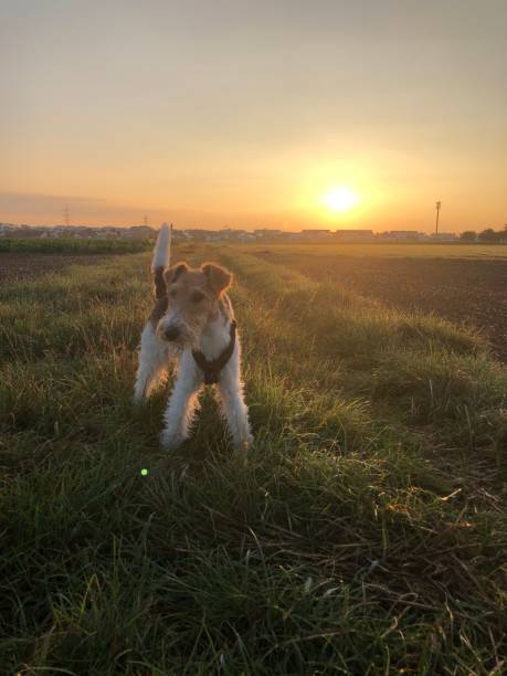 istock A fox terrier stands on a dirt road in the light of the setting sun 1871685131